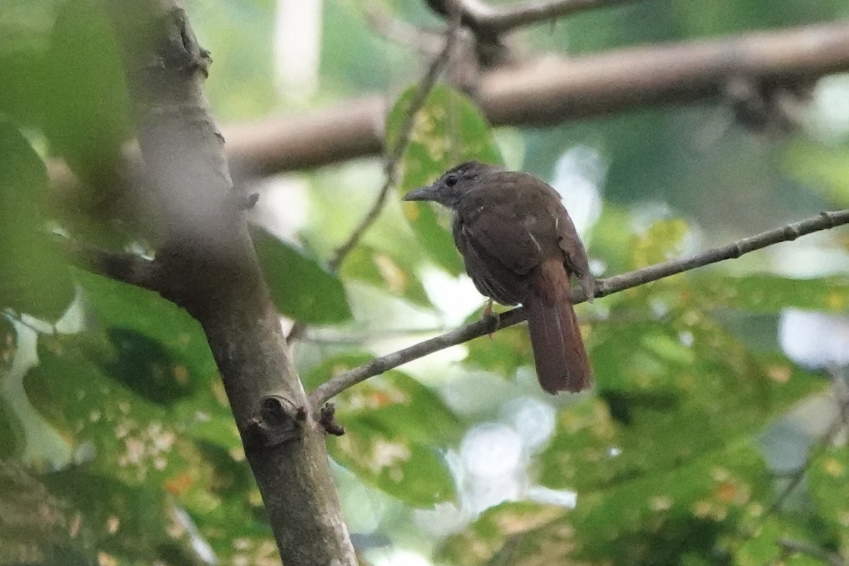 Gray-cheeked Bulbul - ML622947932