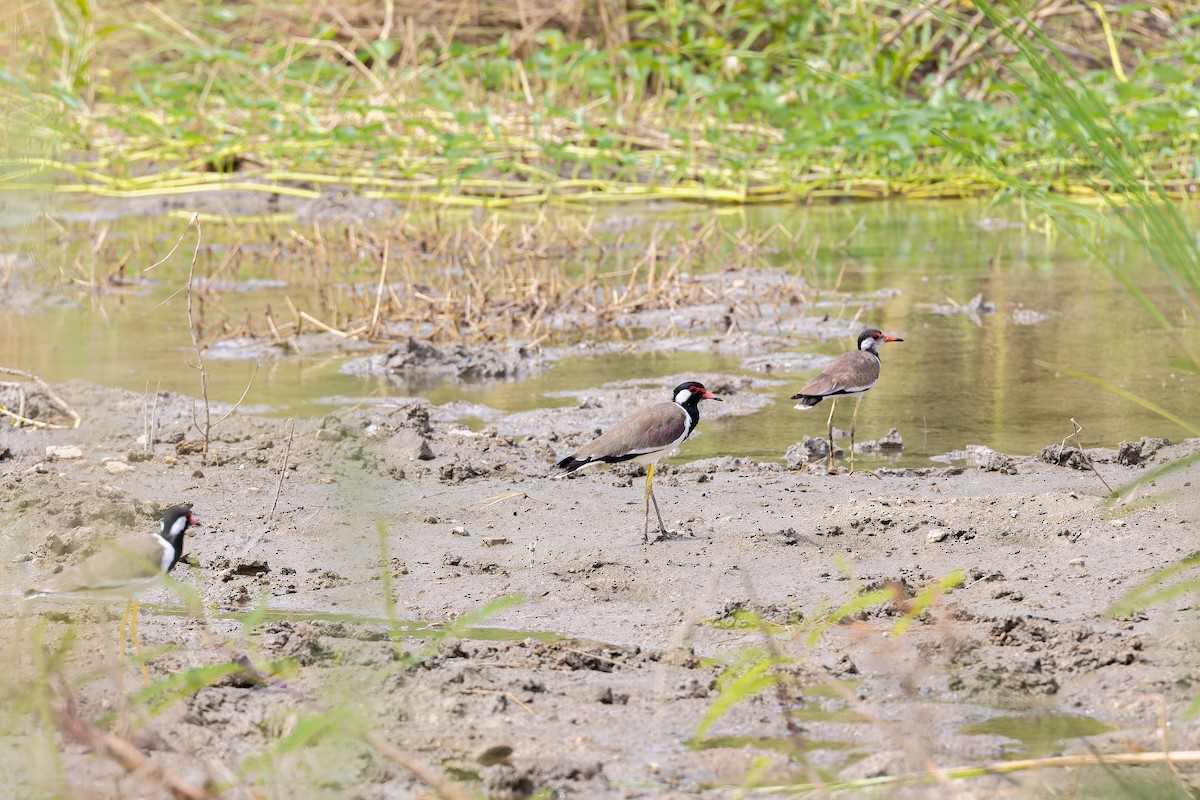 Red-wattled Lapwing - ML622947955