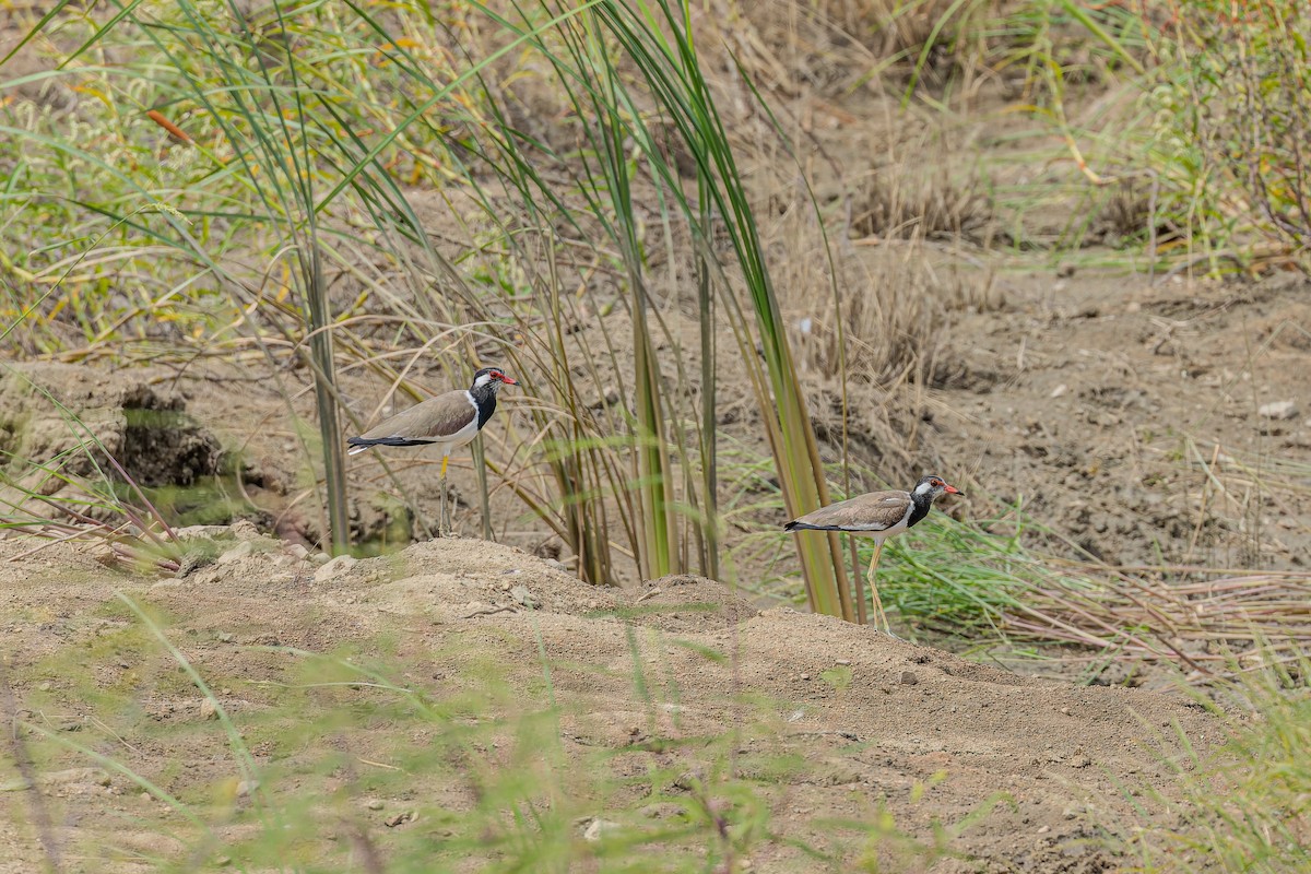 Red-wattled Lapwing - ML622947956