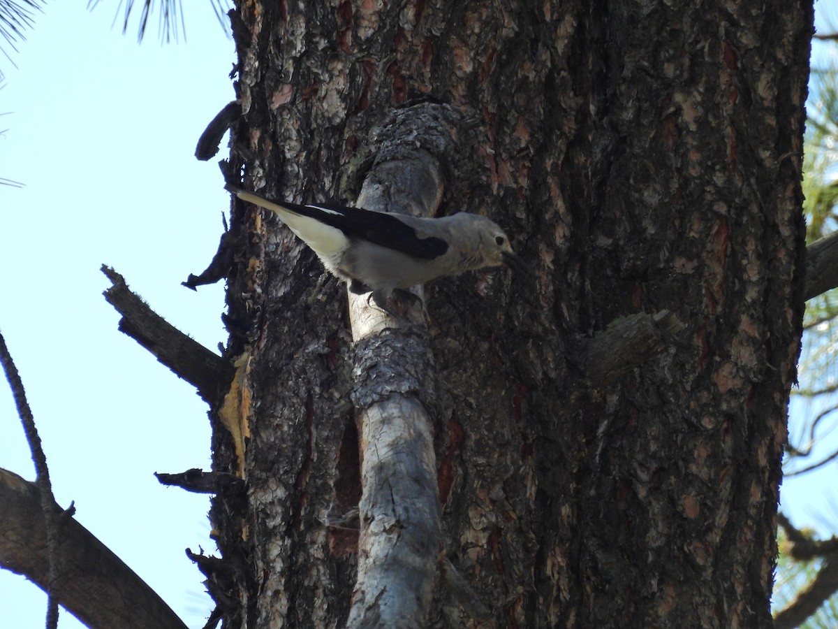 Clark's Nutcracker - ML622947972