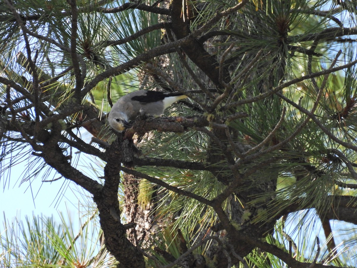 Clark's Nutcracker - ML622947975