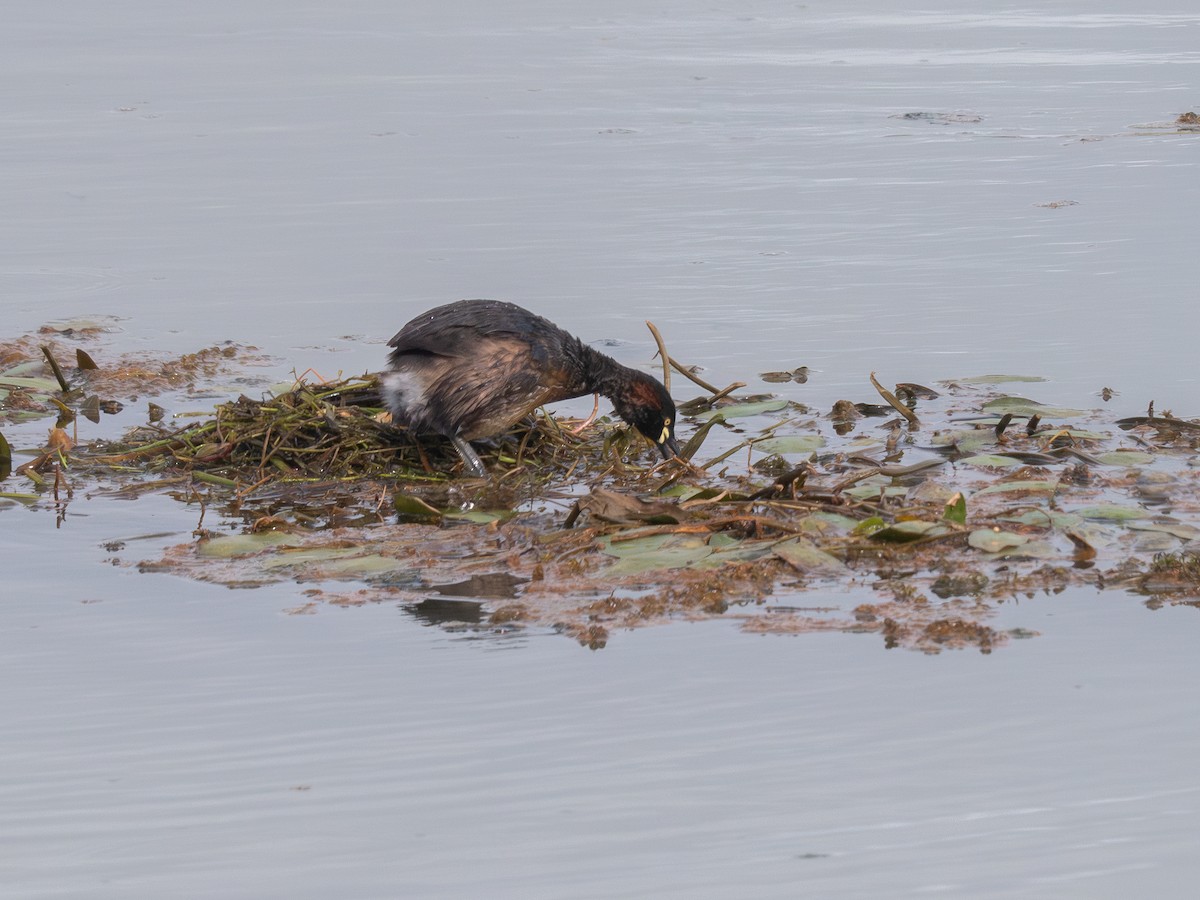 Australasian Grebe - ML622947984