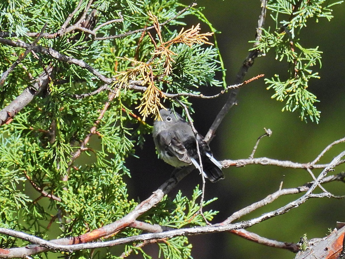 Blue-gray Gnatcatcher - ML622947988