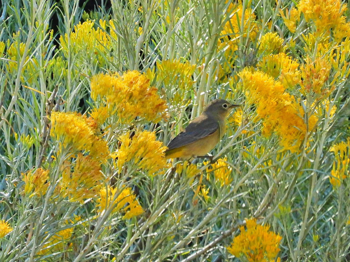 Virginia's Warbler - ML622948015