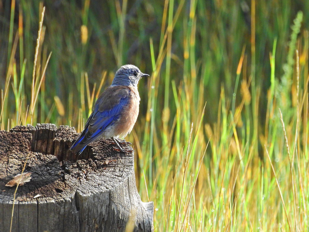 Western Bluebird - ML622948100