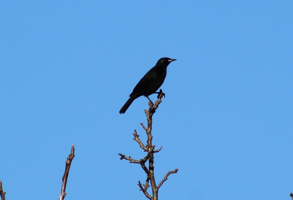 Tordo Patagón - ML622948130