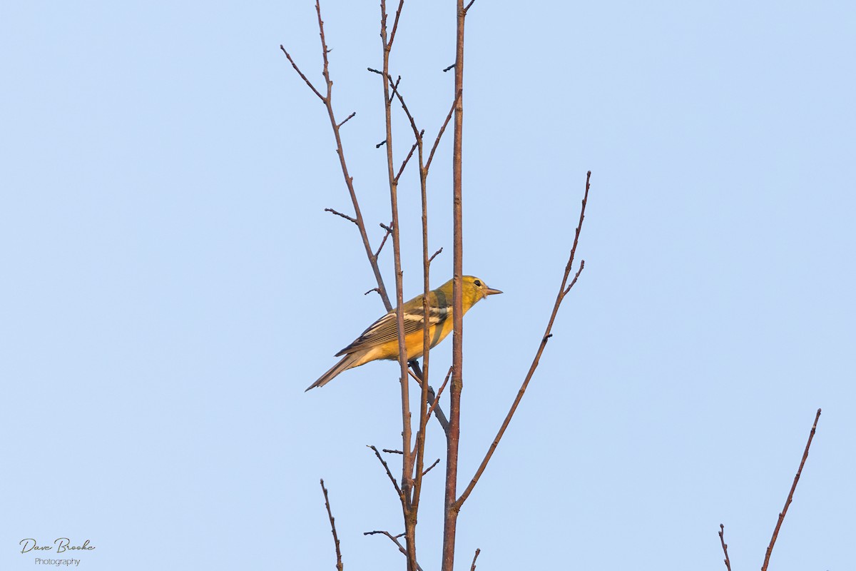 Bay-breasted Warbler - Dave Brooke