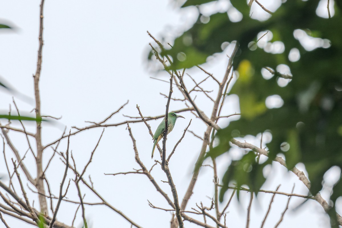 Blue-bearded Bee-eater - ML622948161