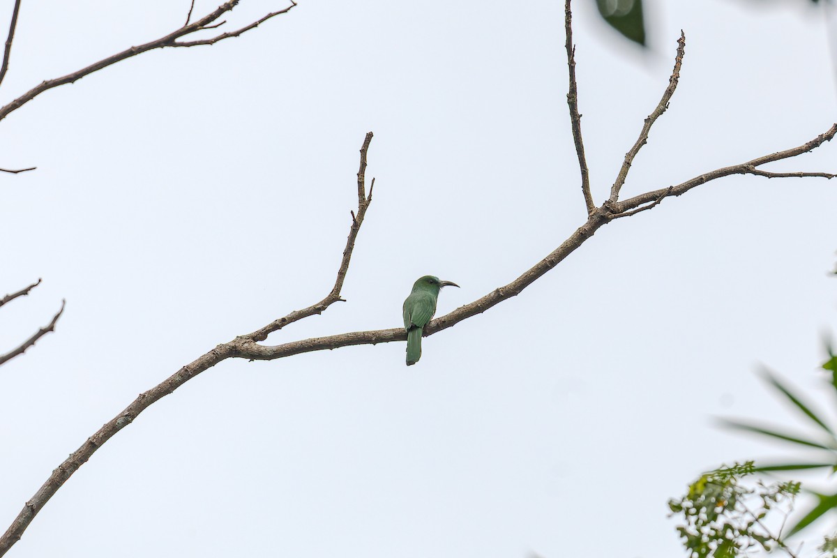 Blue-bearded Bee-eater - ML622948165