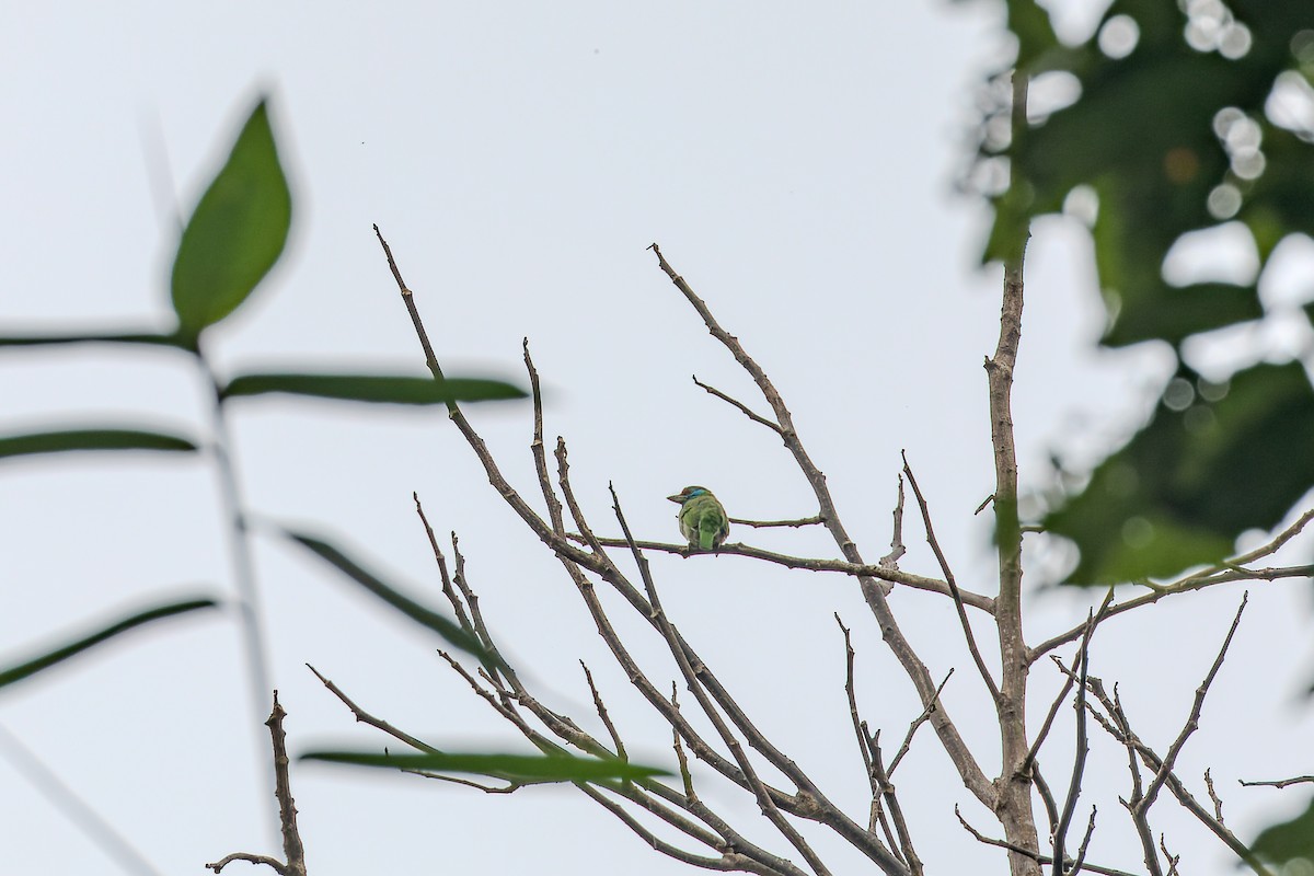 Blue-eared Barbet - ML622948171