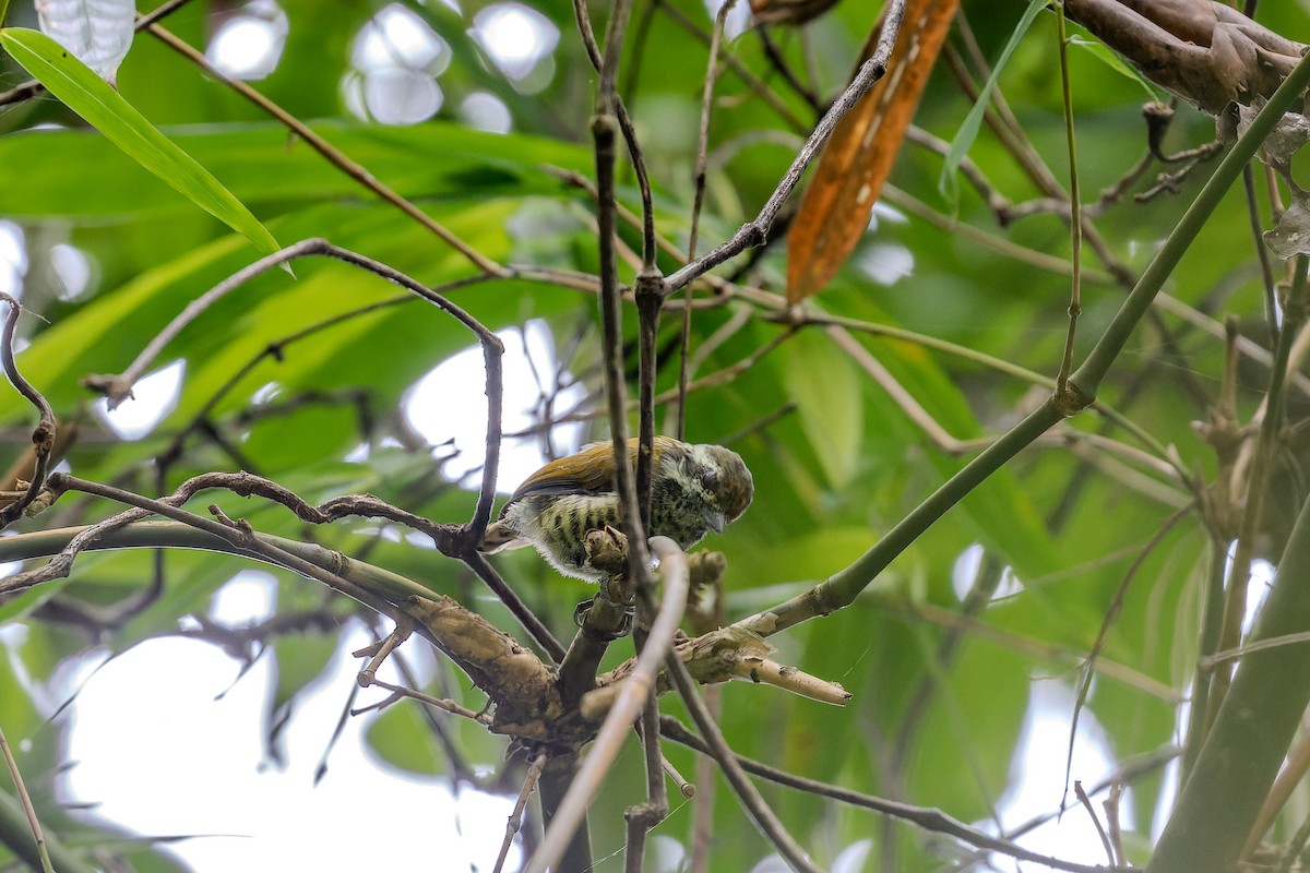 Speckled Piculet - ML622948182