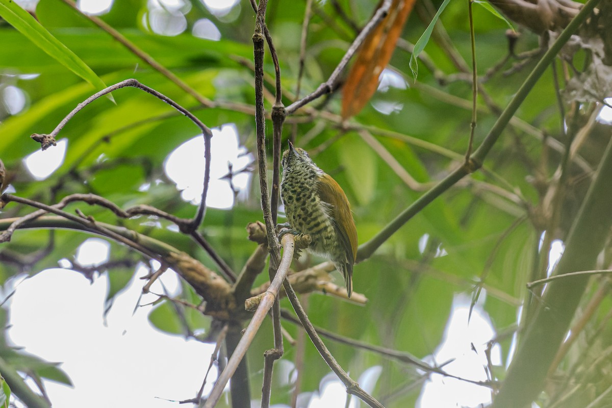 Speckled Piculet - ML622948183