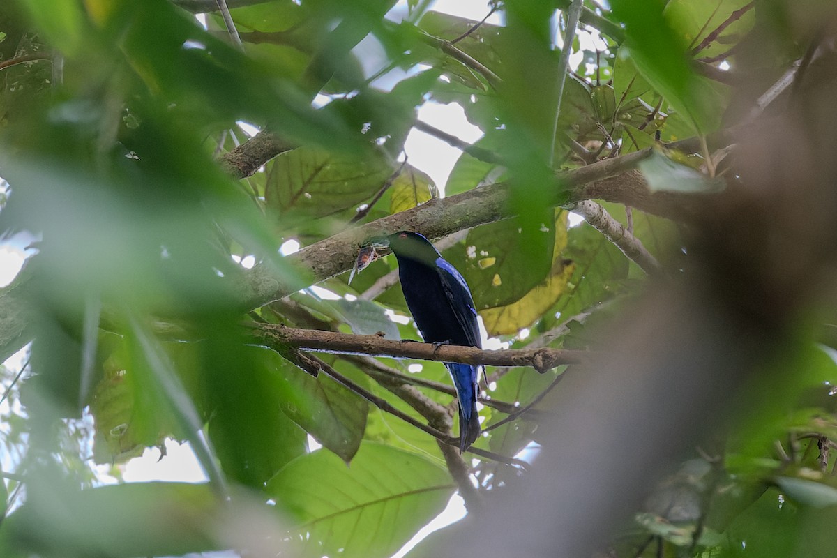 Asian Fairy-bluebird - ML622948204