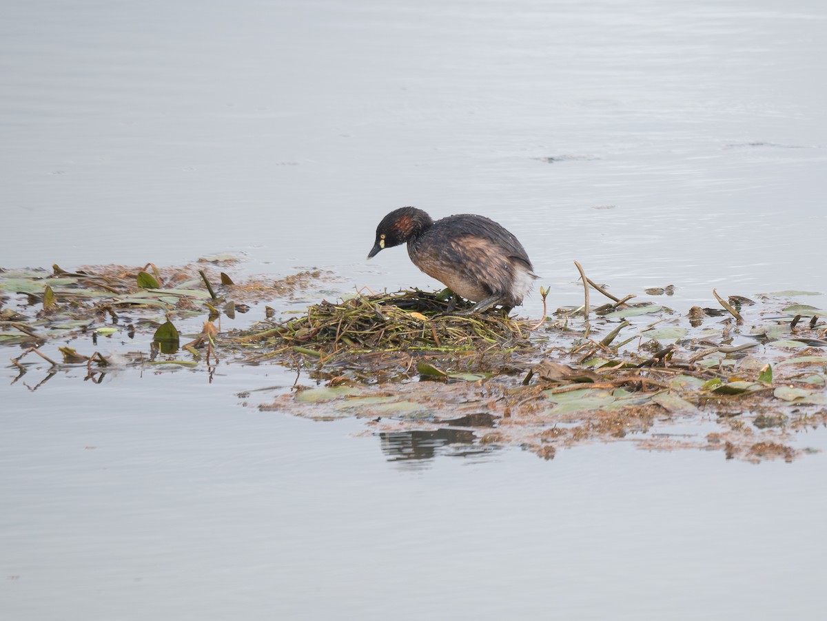 Australasian Grebe - ML622948211