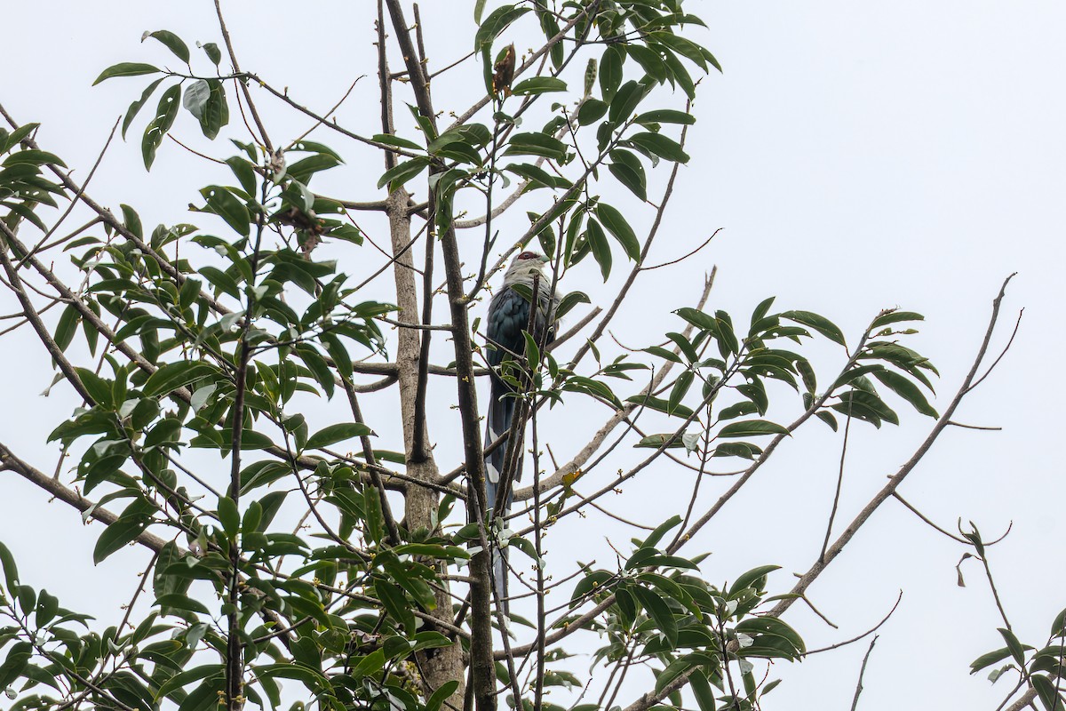 Green-billed Malkoha - ML622948212