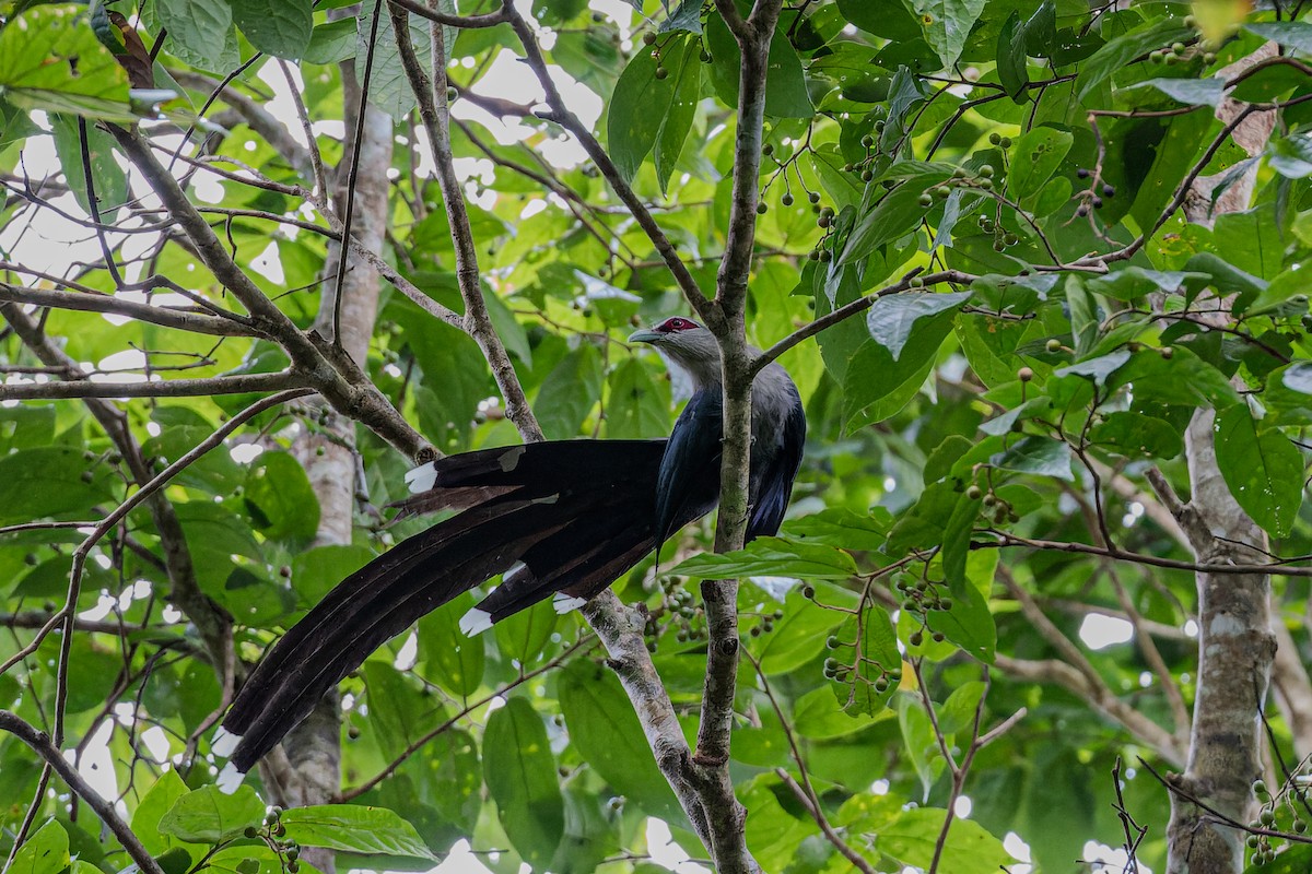 Green-billed Malkoha - ML622948213