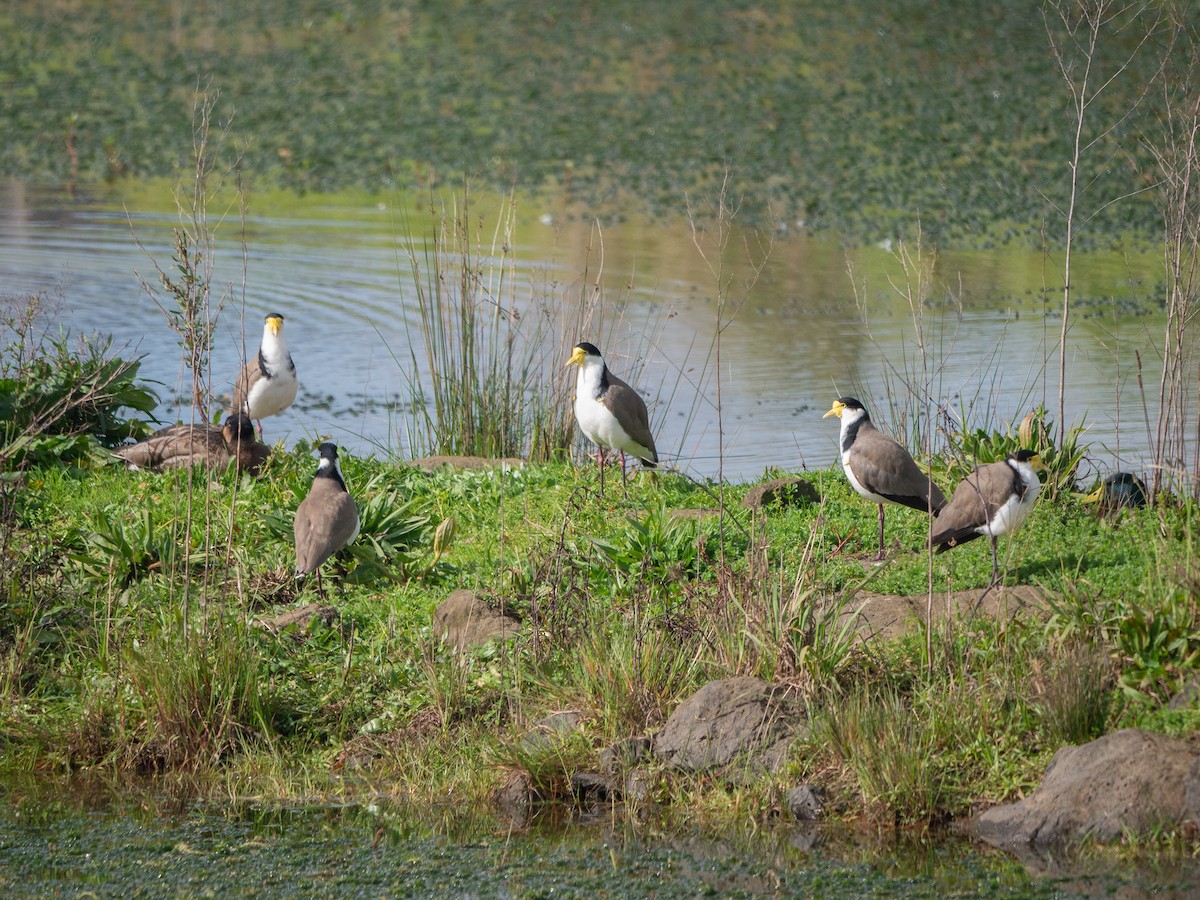 Masked Lapwing - Mike Bickerdike