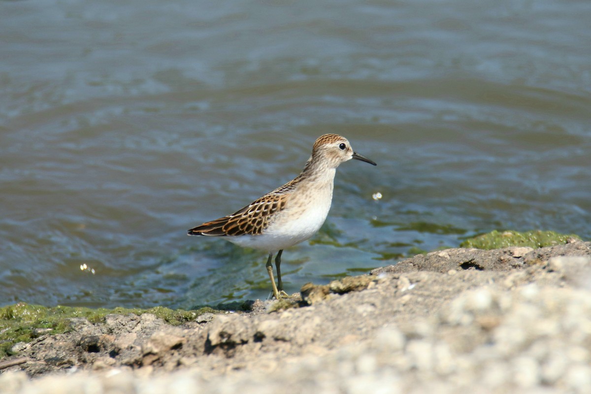 Least Sandpiper - Tom Colin