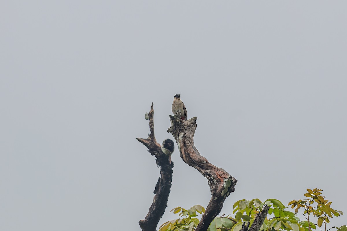 Sooty-headed Bulbul - ML622948334