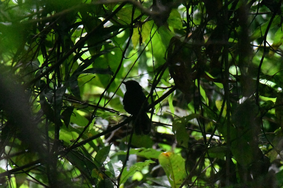 Passeriformes sp. - ML622948335