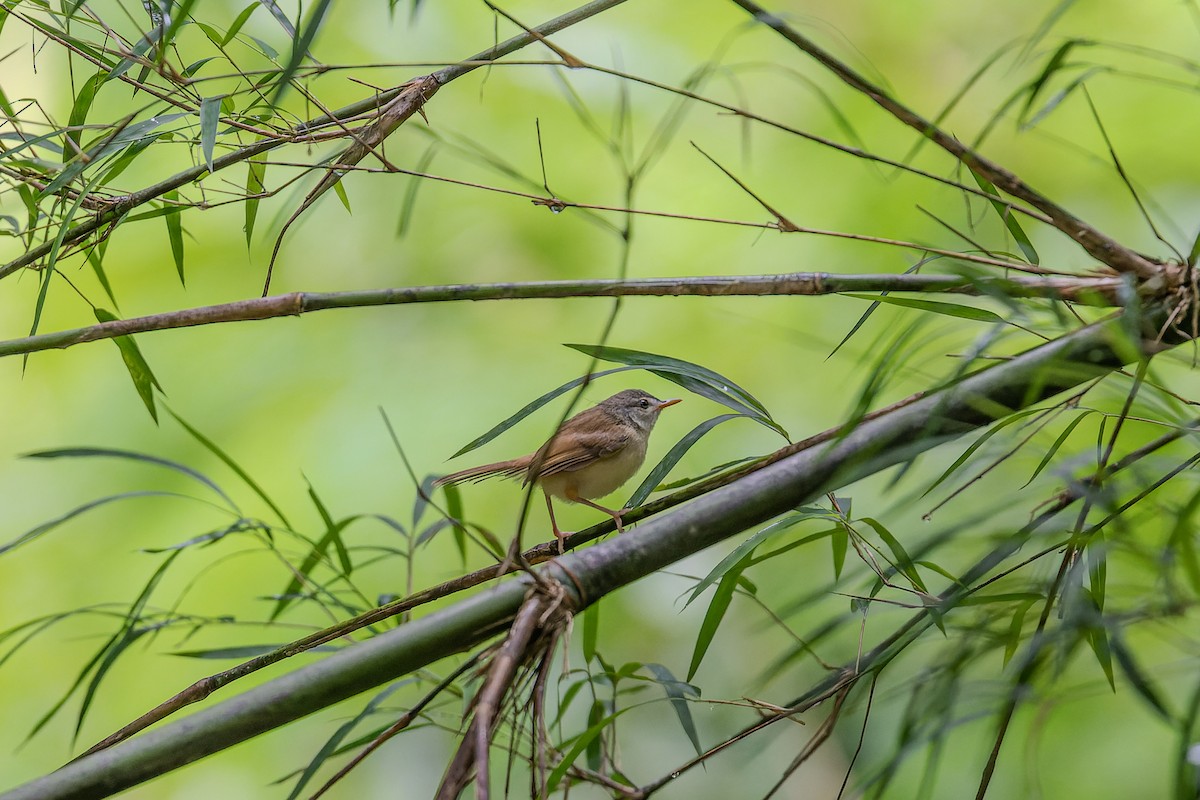 Rufescent Prinia - ML622948341