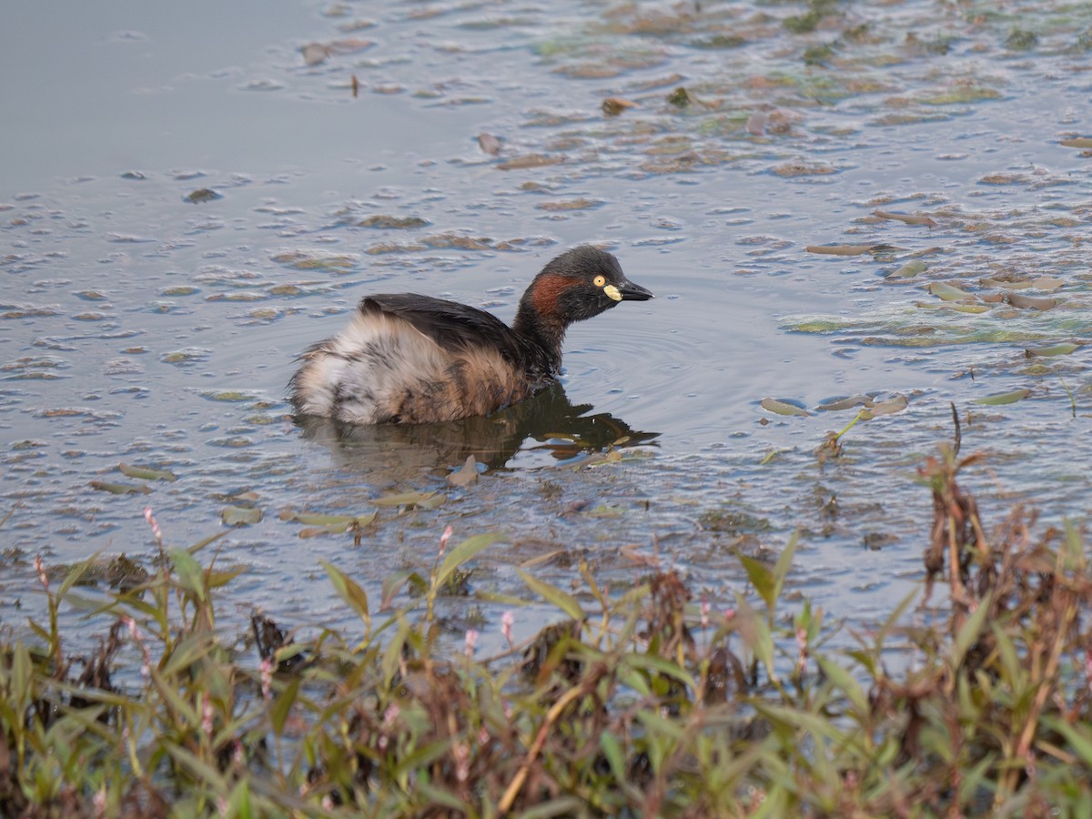 Australasian Grebe - ML622948376