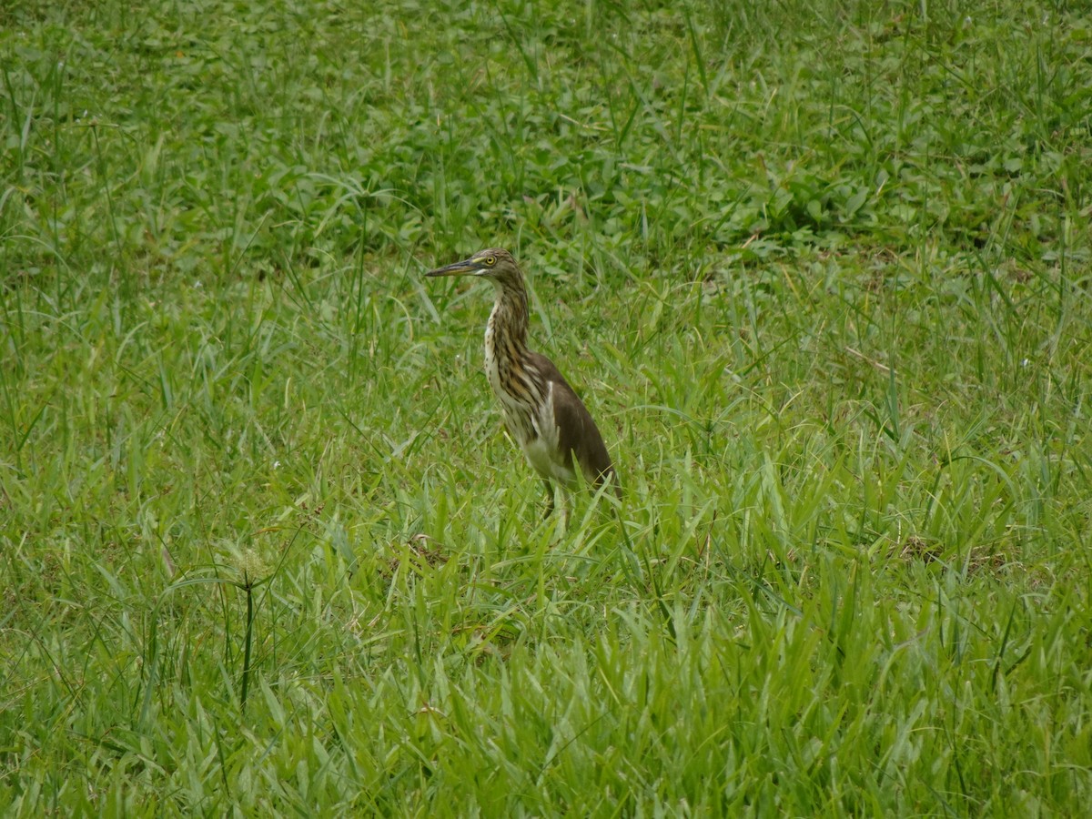 pond-heron sp. - ML622948386