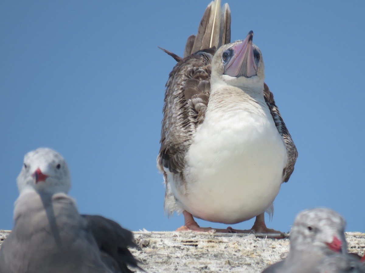 Red-footed Booby - ML622948405