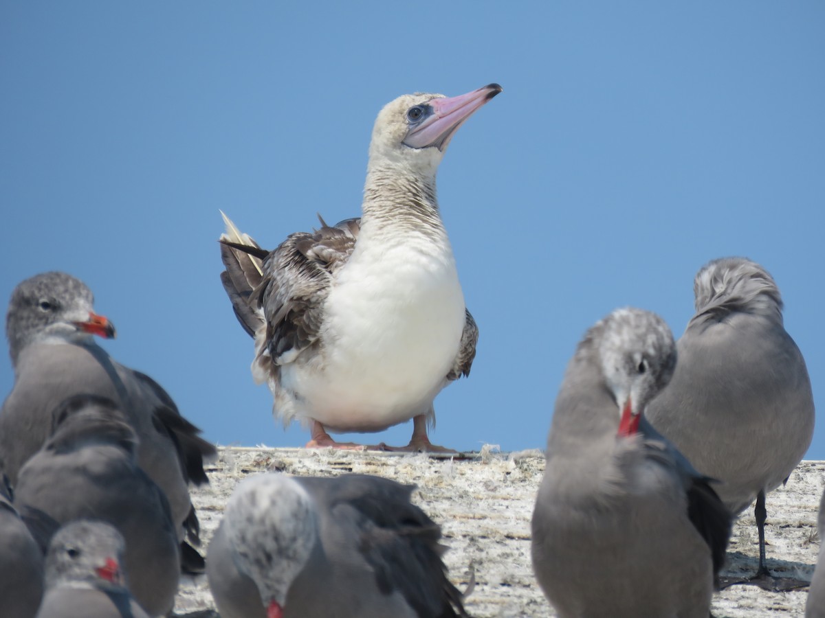 Red-footed Booby - ML622948406