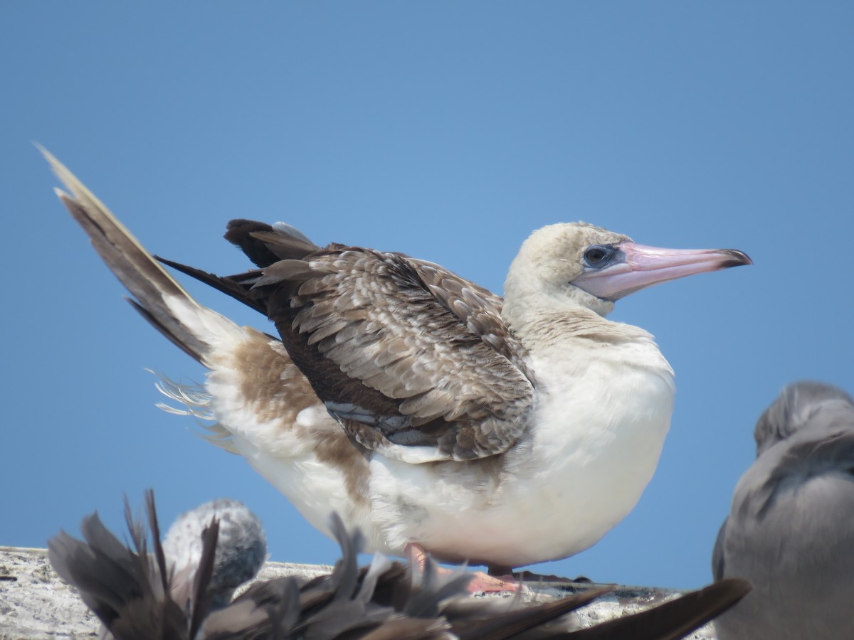 Red-footed Booby - ML622948407
