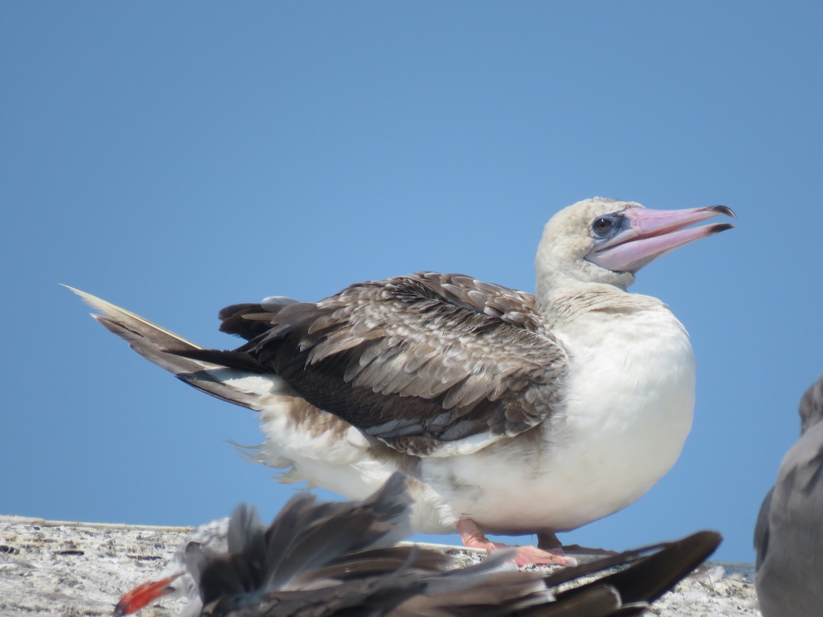 Red-footed Booby - ML622948408