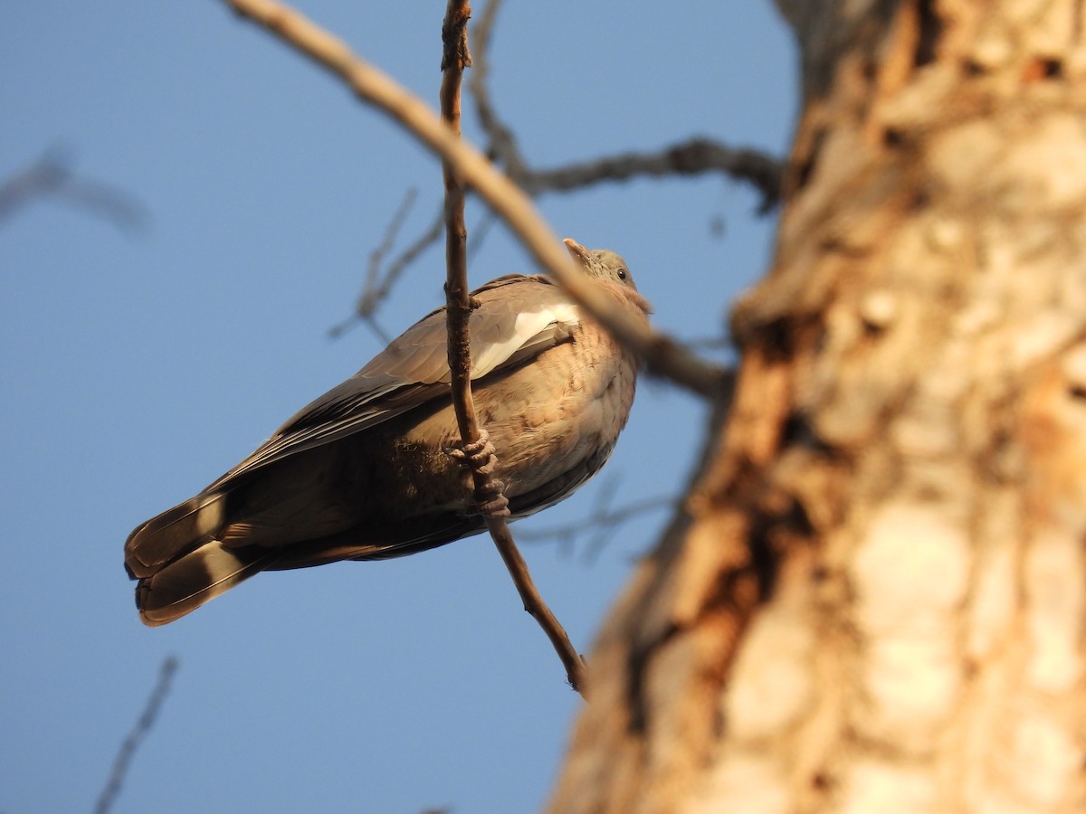 Common Wood-Pigeon - ML622948413