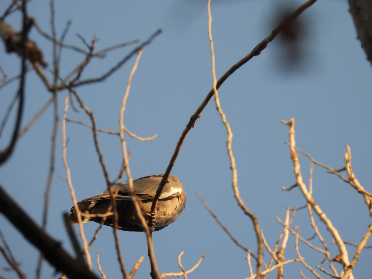 Common Wood-Pigeon - ML622948414