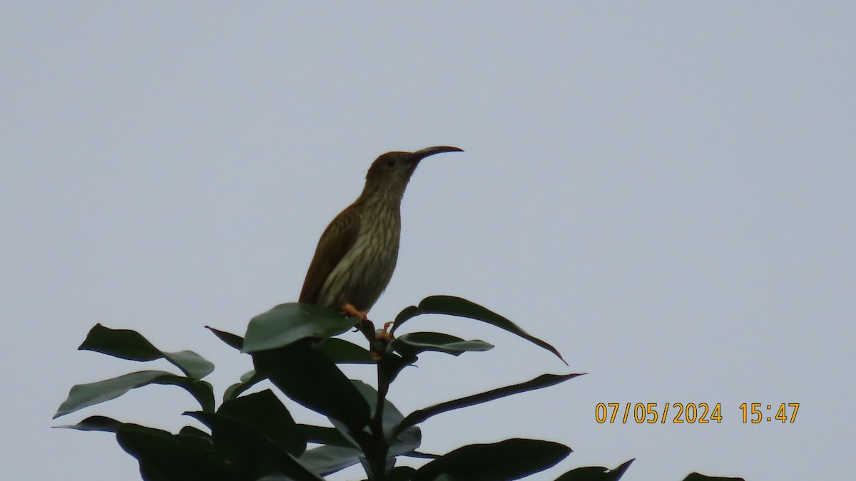 Streaked Spiderhunter - Su Yamin