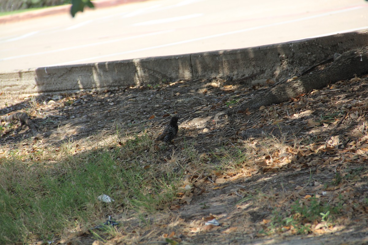 European Starling - Texas Bird Family