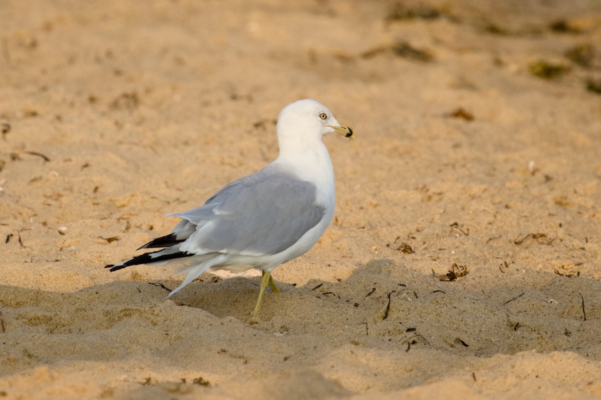 Ring-billed Gull - Jim Carroll