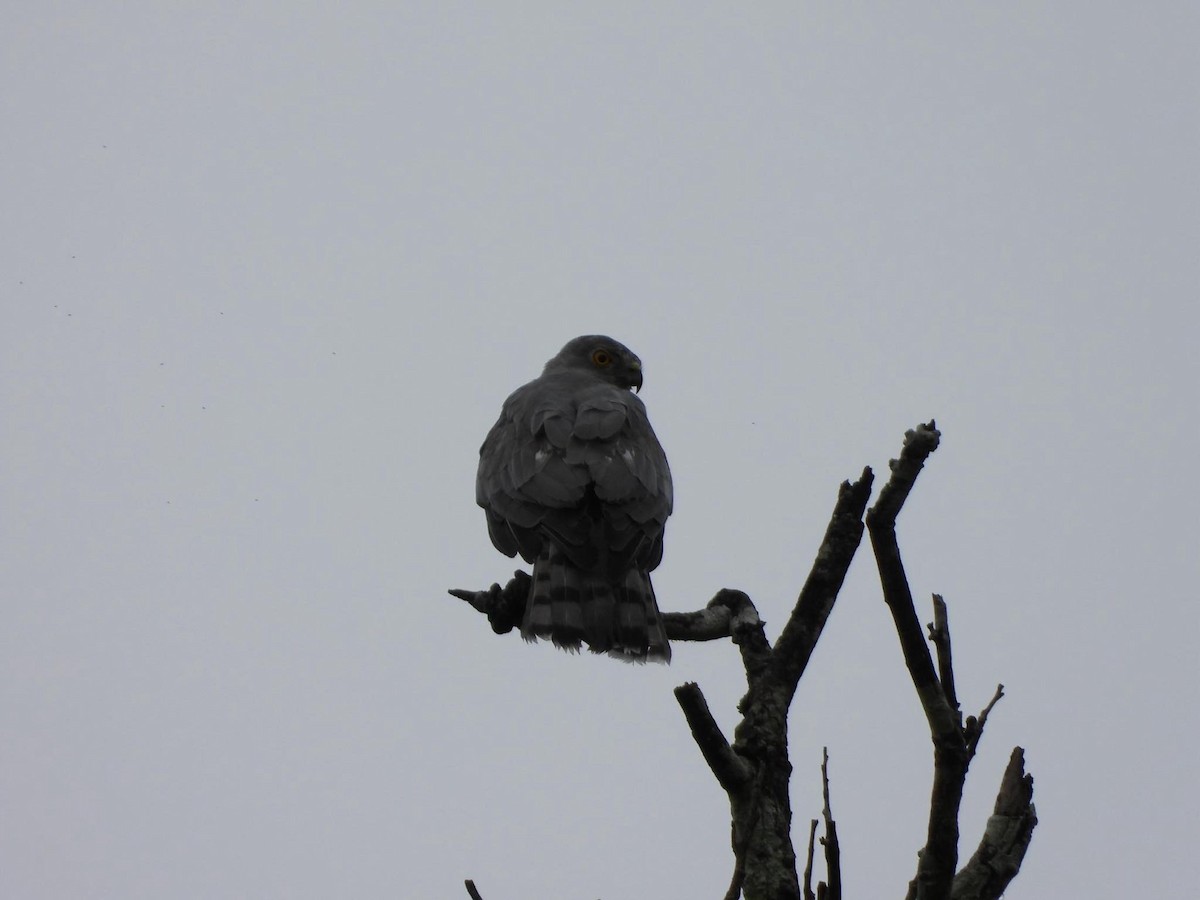 タカサゴダカ（badius グループ） - ML622948425