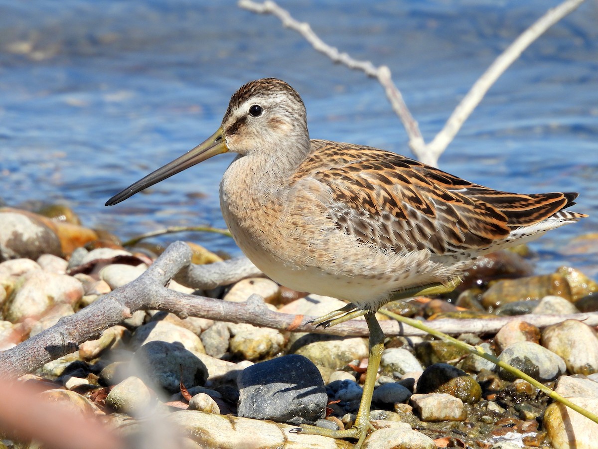 Short-billed Dowitcher - ML622948452