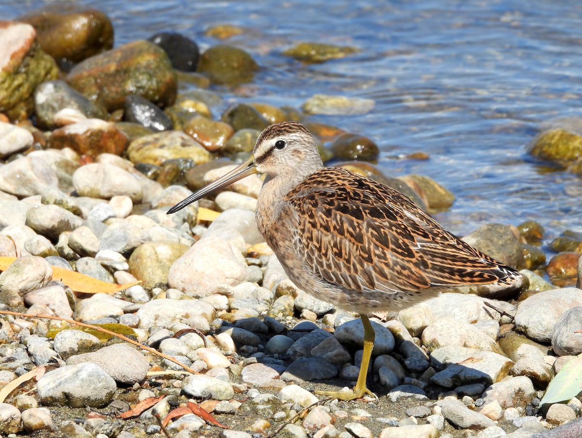 Short-billed Dowitcher - ML622948457