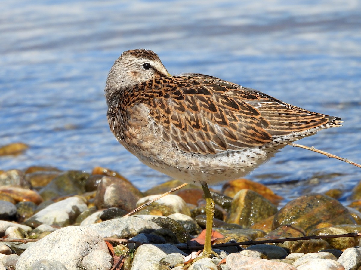 Short-billed Dowitcher - ML622948464