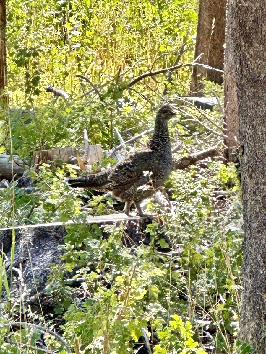 Sooty Grouse - ML622948465