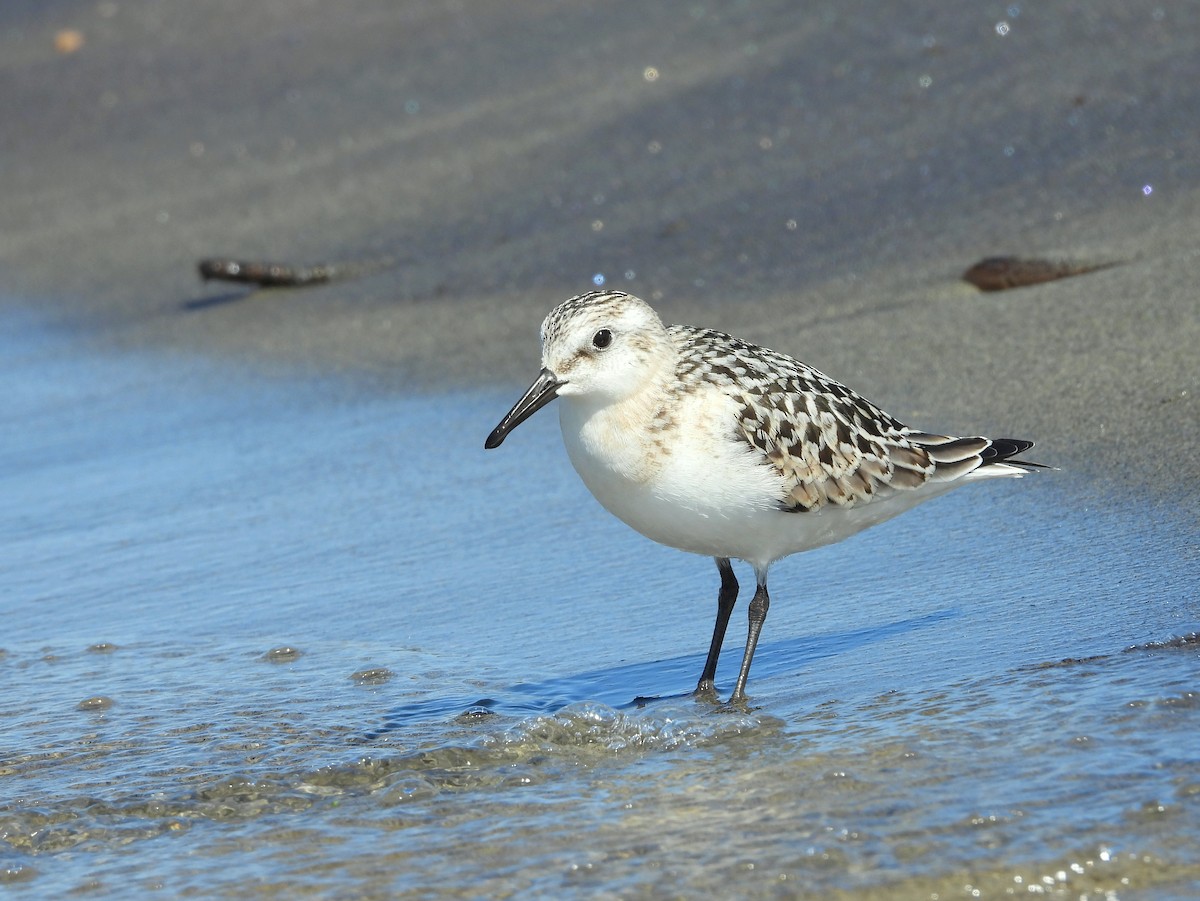 Bécasseau sanderling - ML622948474