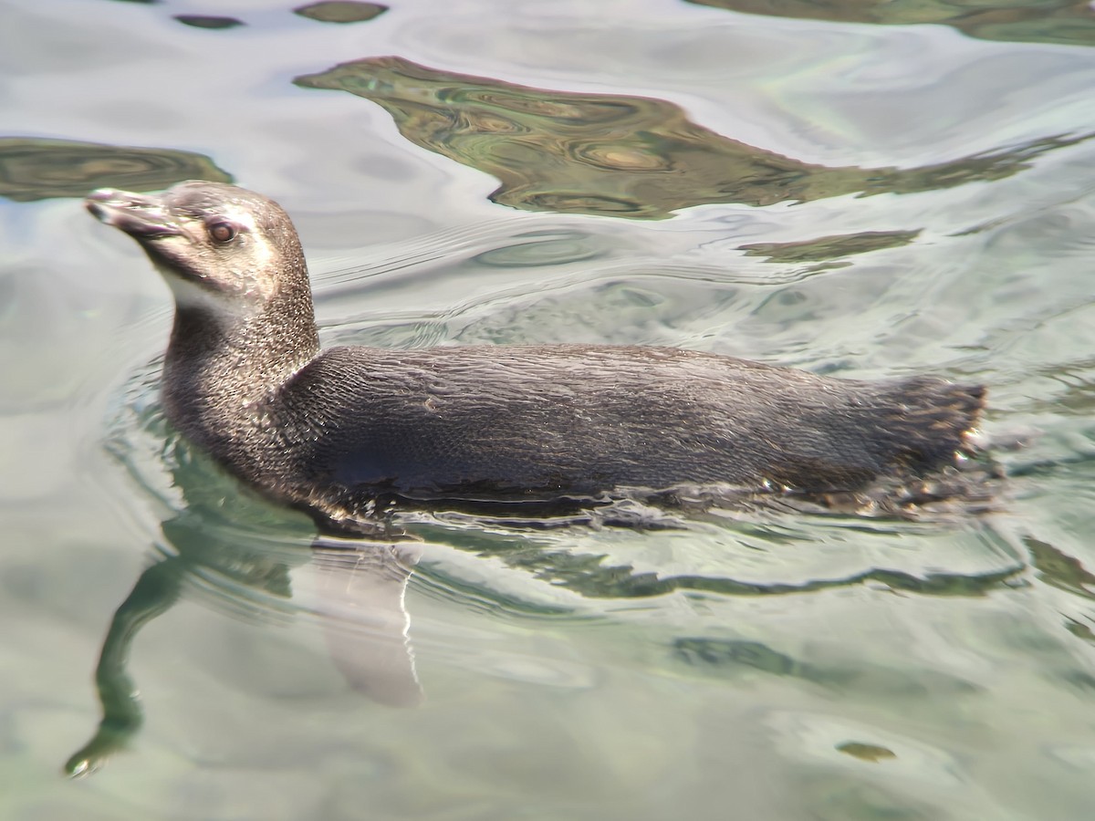 Magellanic Penguin - ML622948499