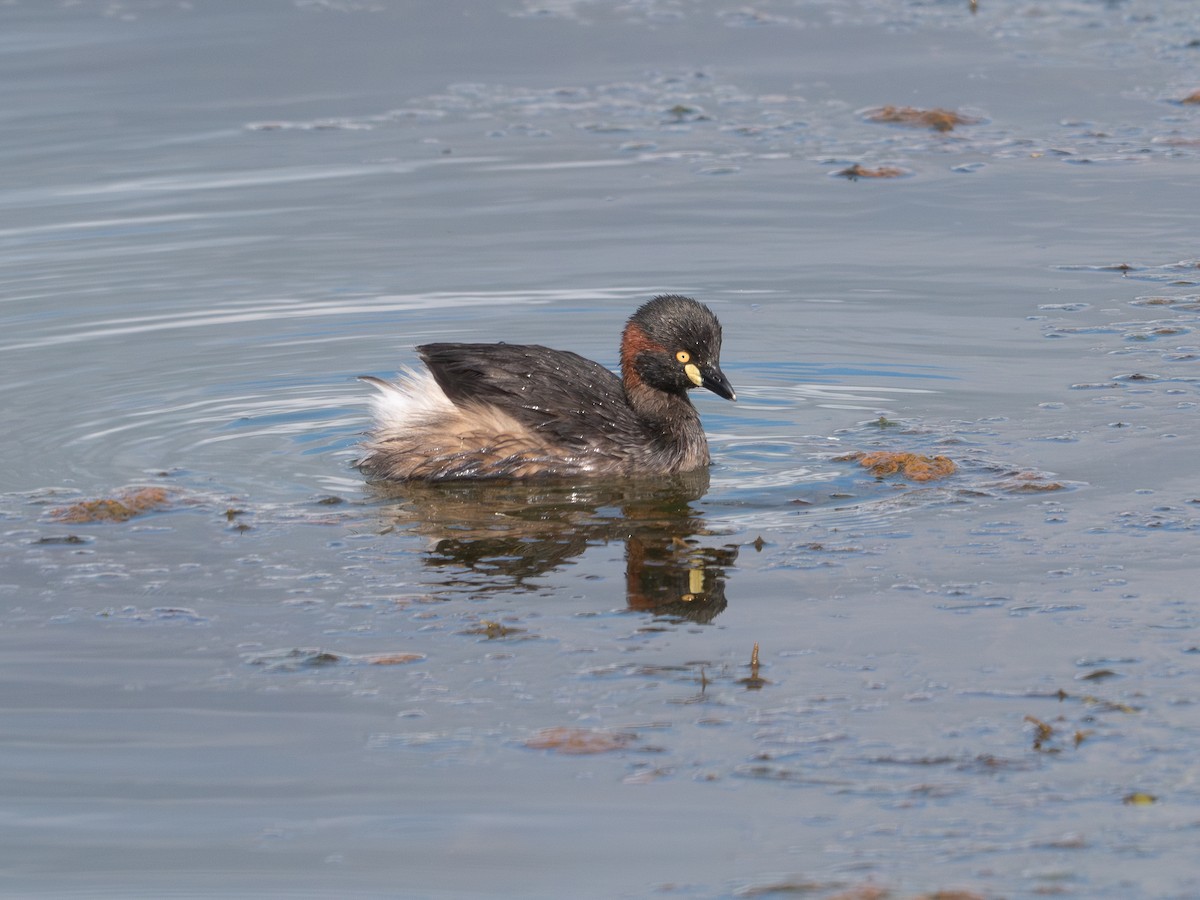 Australasian Grebe - ML622948520