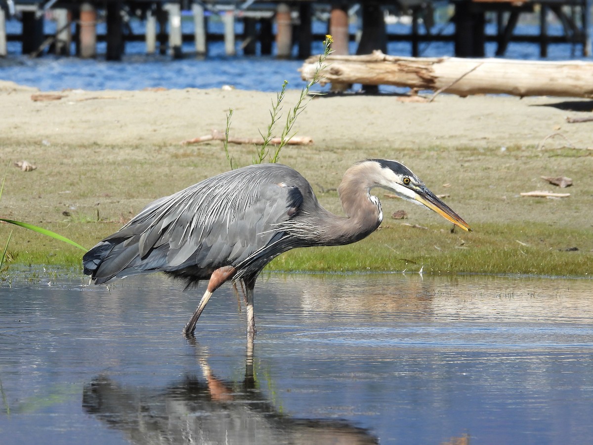 Great Blue Heron - ML622948521