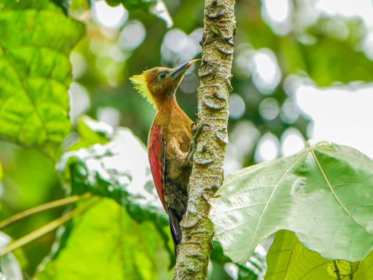 Checker-throated Woodpecker - Ming T