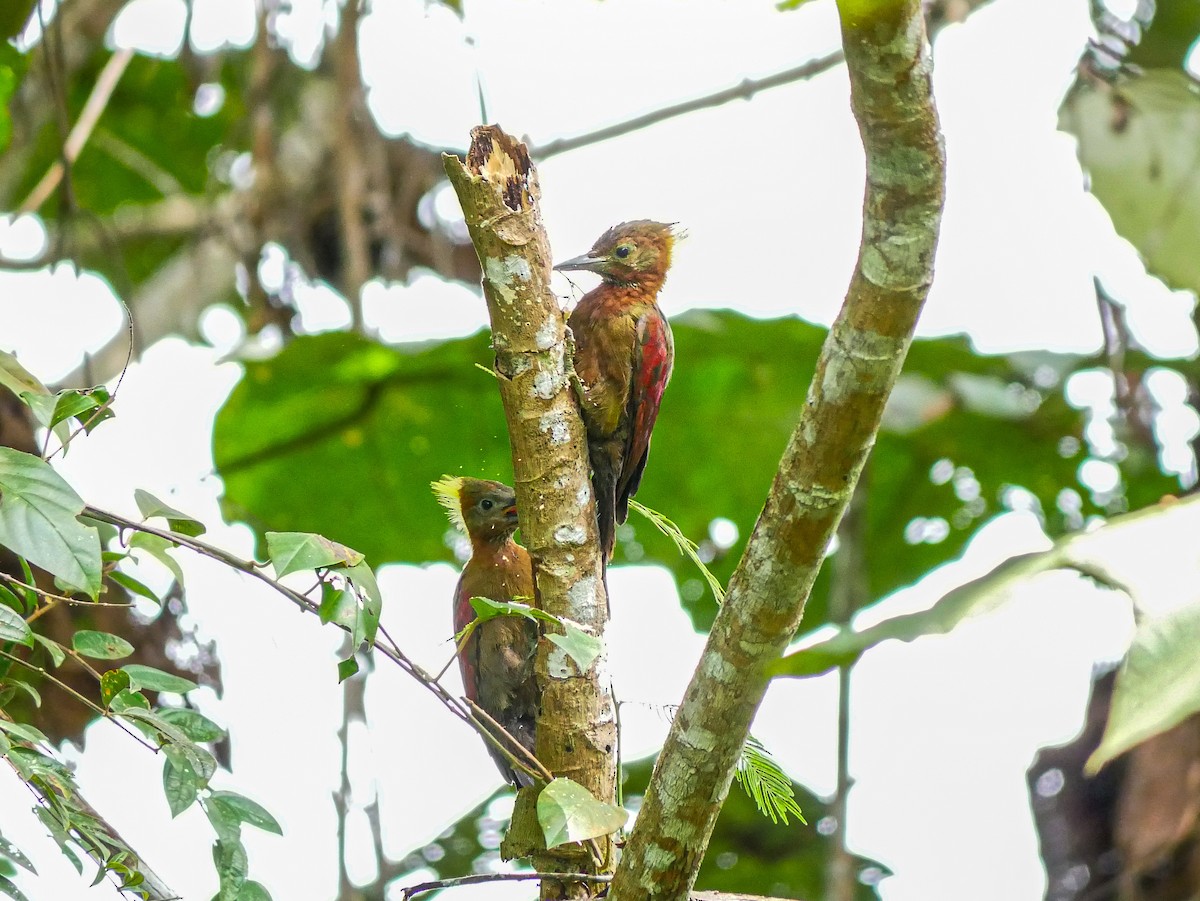 Checker-throated Woodpecker - ML622948568