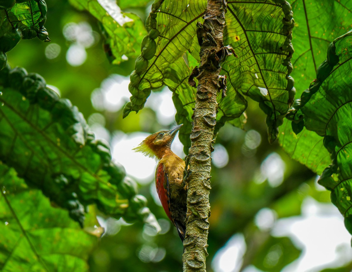 Checker-throated Woodpecker - ML622948569