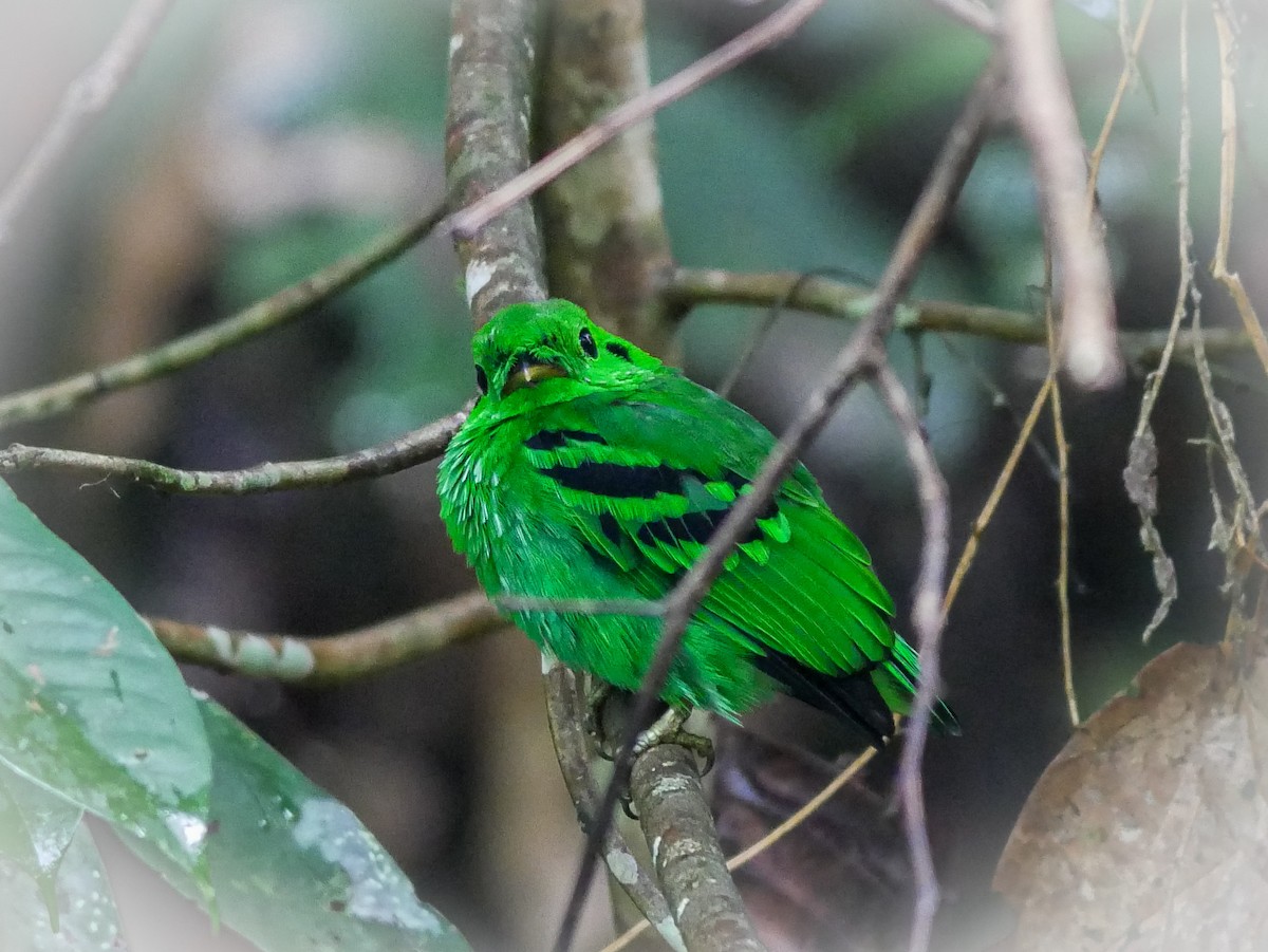 Green Broadbill - ML622948578