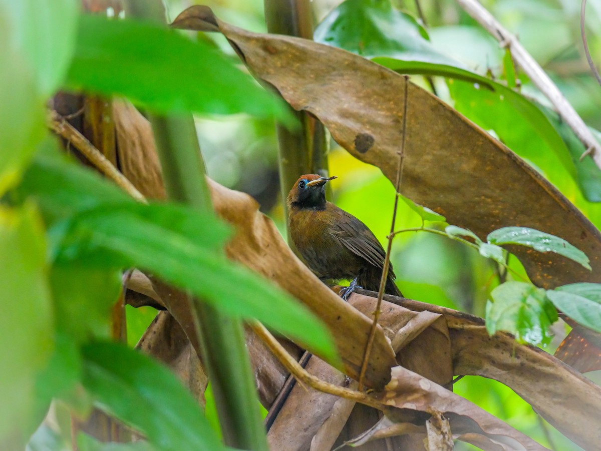 Fluffy-backed Tit-Babbler - ML622948601